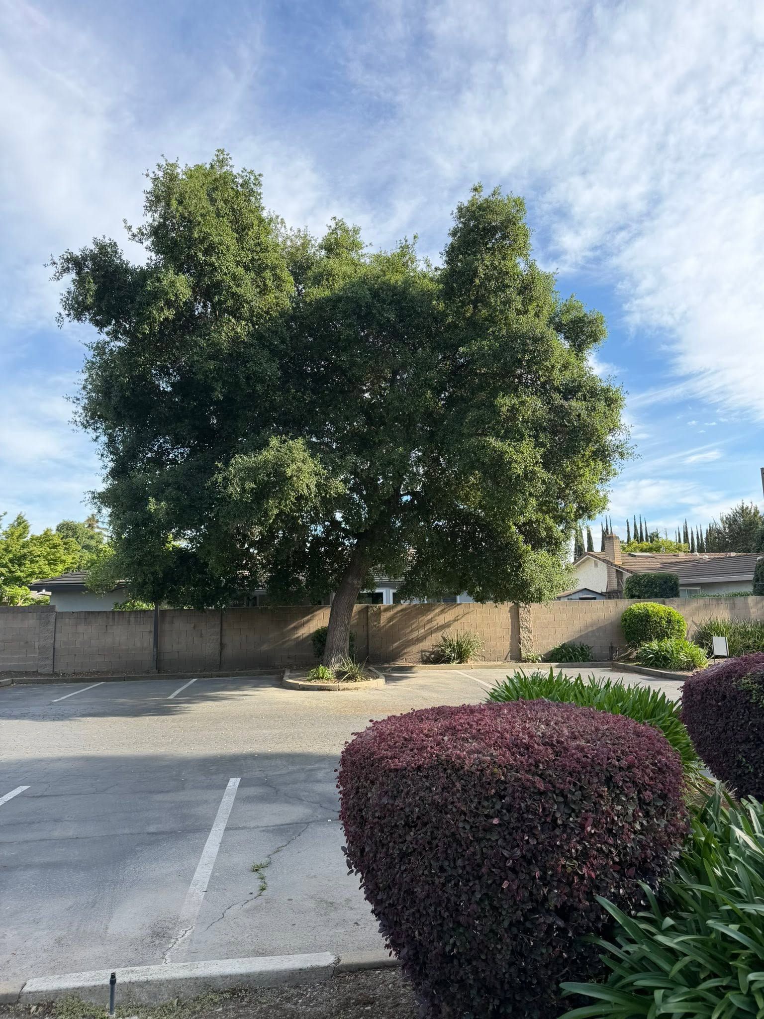 Large leafy tree in a parking lot beside a low wall, with a red shrub in the foreground and blue sky above