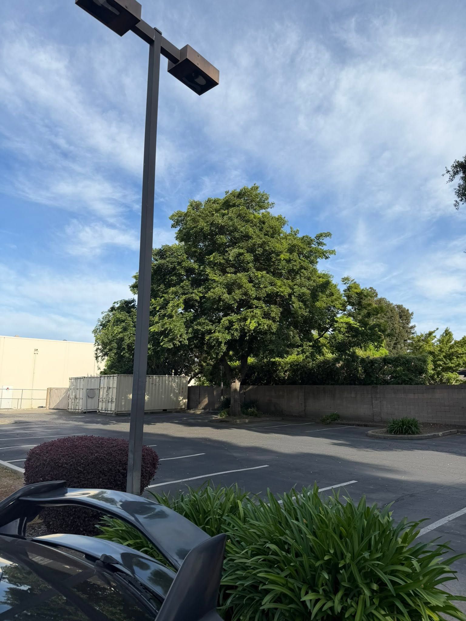 Empty parking lot with a tree, lamp post, and blue sky.