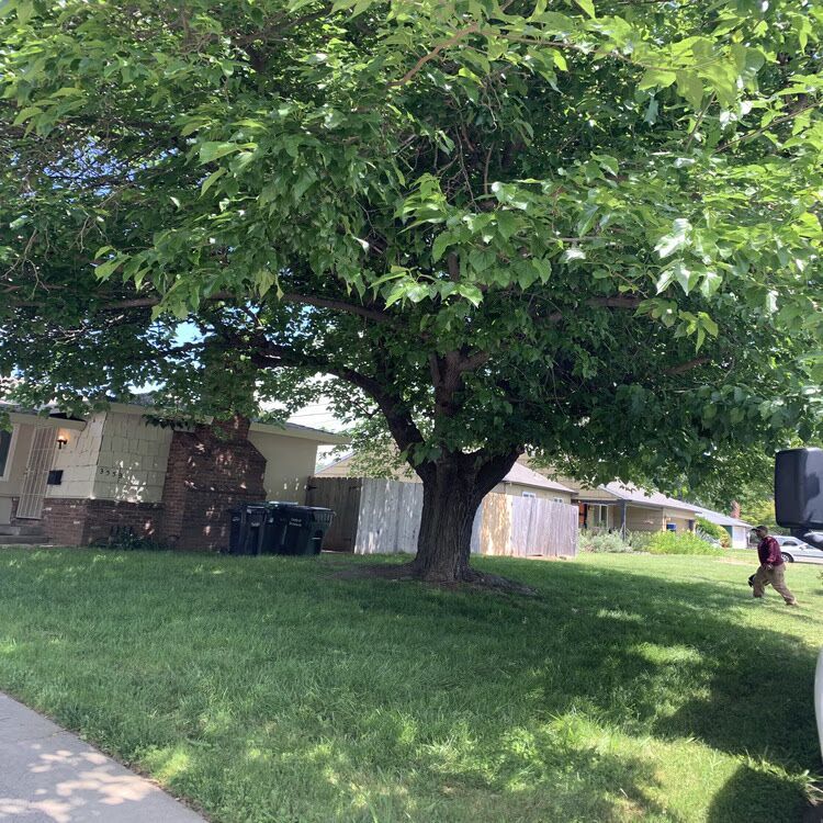 Large leafy tree shading a suburban lawn beside a house; child running at the right edge.