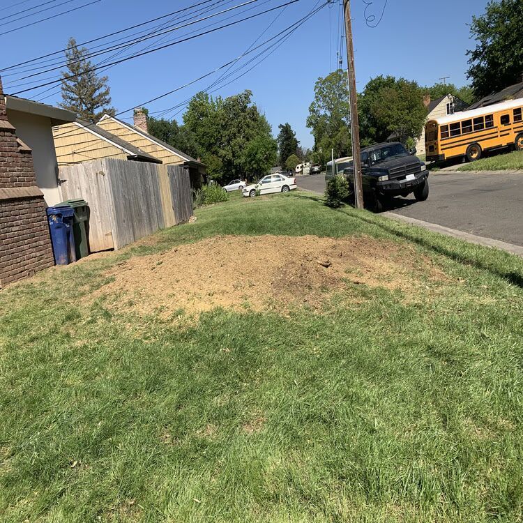 Grassy roadside mound beside houses, with a parked black car and yellow school bus on a sunny street.