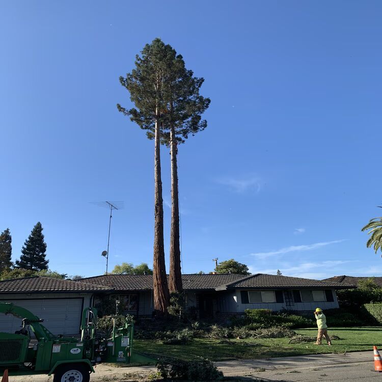 Two tall pine trees beside a suburban house under a clear blue sky, with workers and equipment in the yard