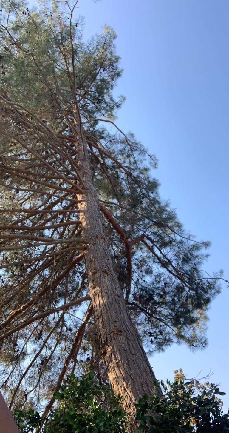 Tall pine tree reaching into a clear blue sky, viewed from below
