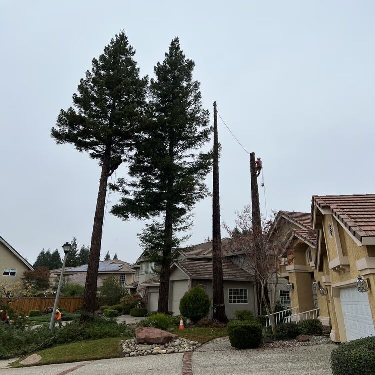 Tall evergreen trees beside suburban houses on an overcast day