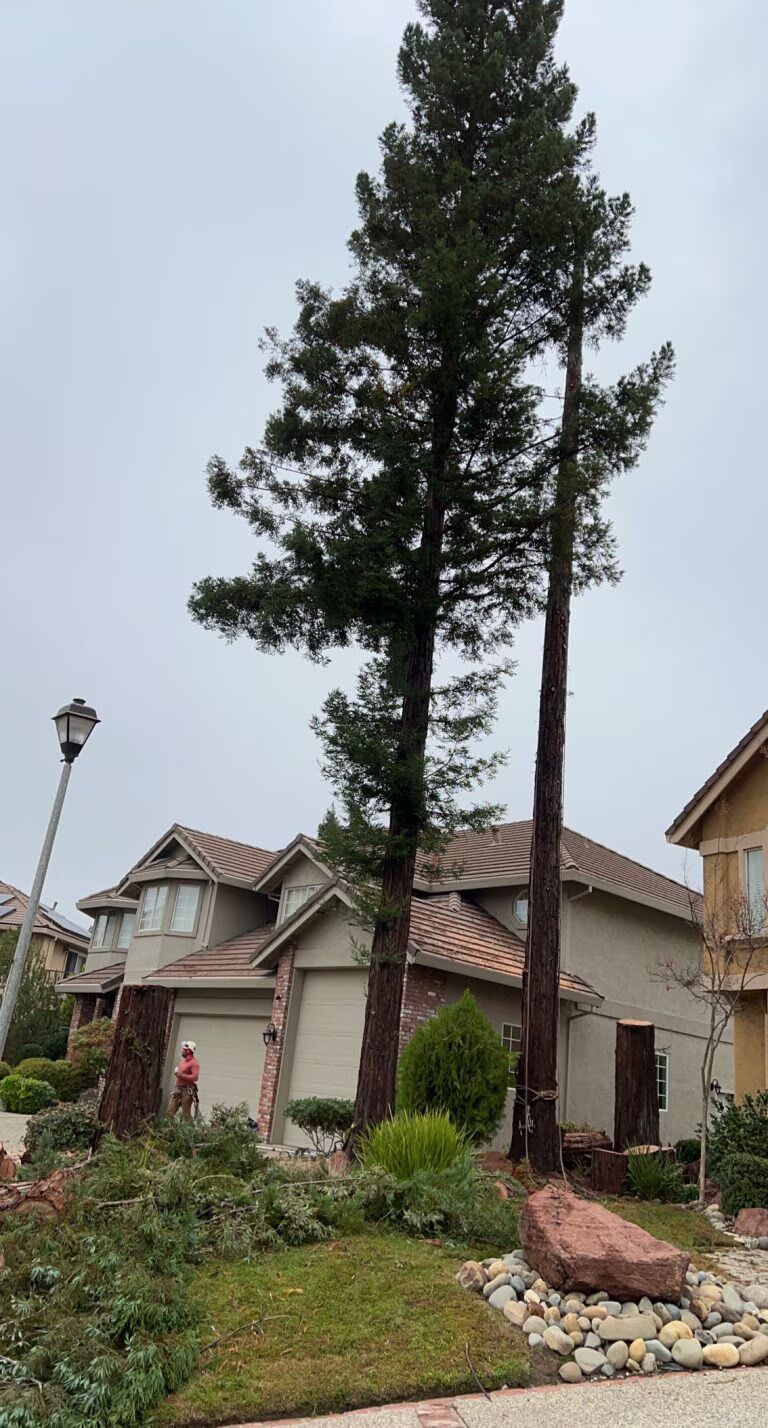 Tall pine trees in a landscaped front yard beside suburban houses and a lamp post.