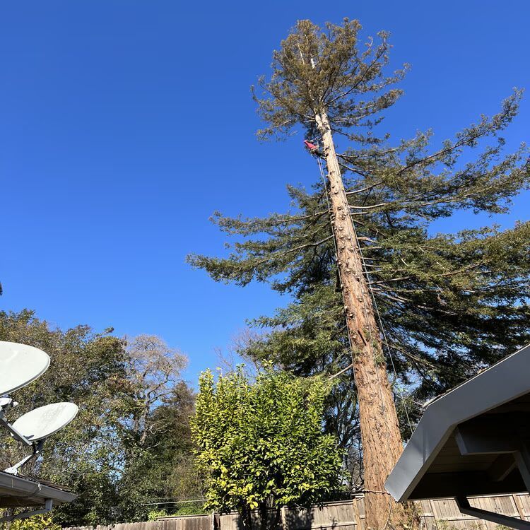 Tall evergreen trees against a clear blue sky, with rooftops and satellite dishes in the foreground