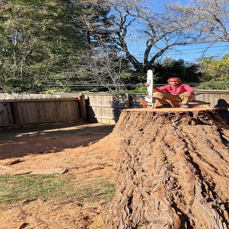 Person in a red shirt sitting atop a large tree stump in a sunny backyard