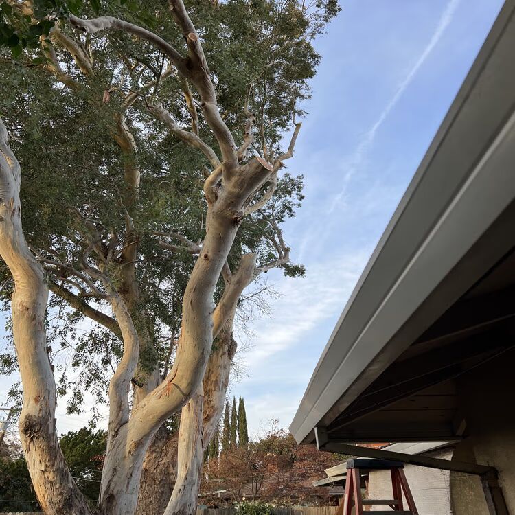 Tall eucalyptus trees beside a slanted building roof under a blue sky