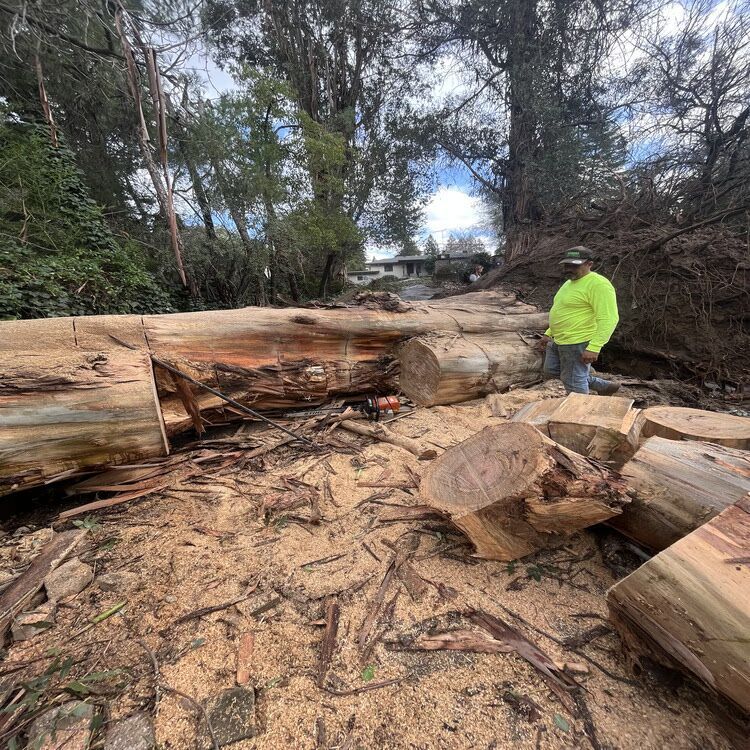 Fallen tree blocking a dirt road, with a person in a neon jacket inspecting the debris.