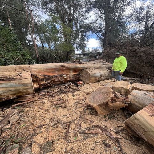 Fallen tree blocking a dirt road, with a person in a neon jacket inspecting the debris.