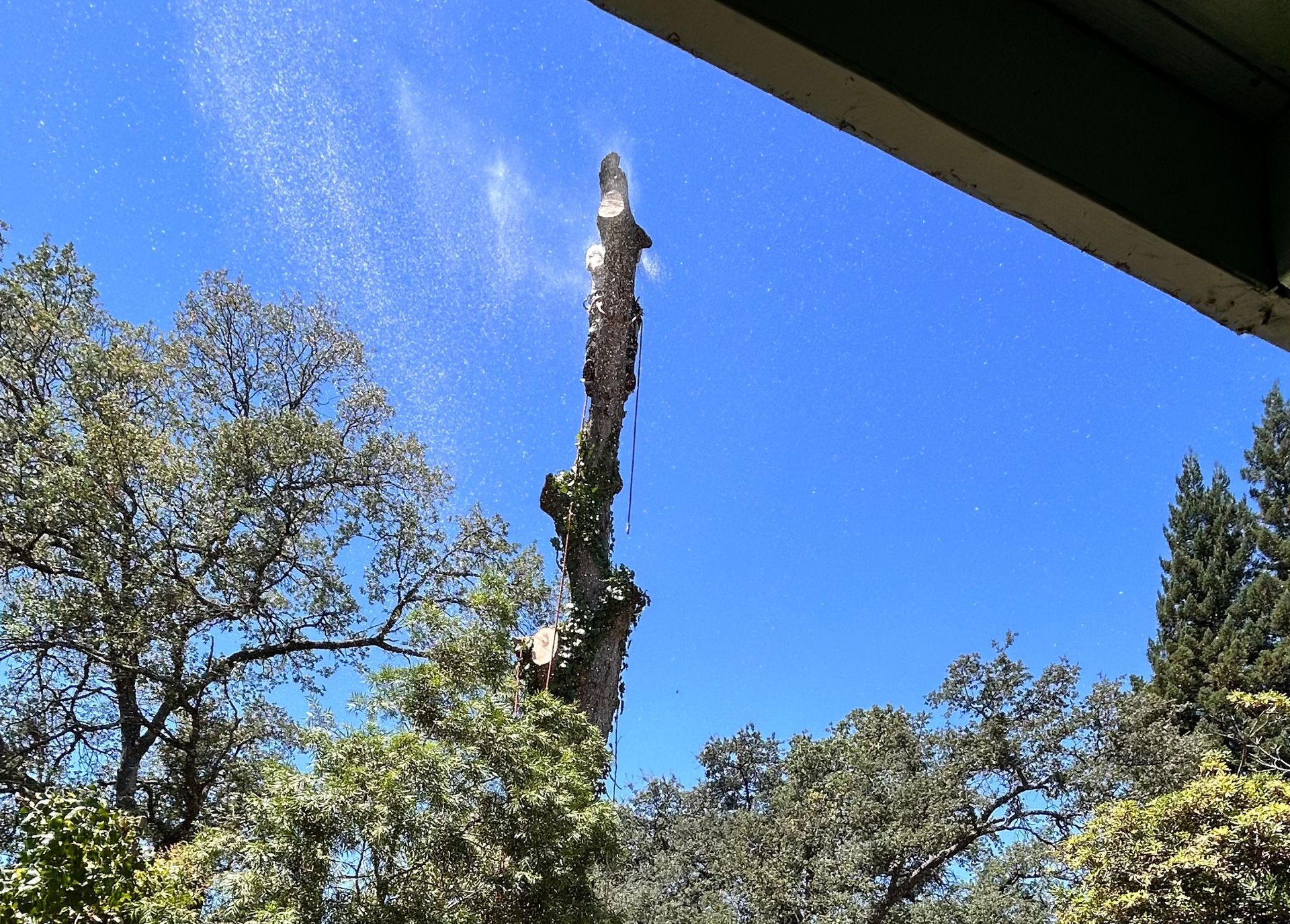 Tall broken tree trunk against a bright blue sky, framed by green trees and a dark roof edge