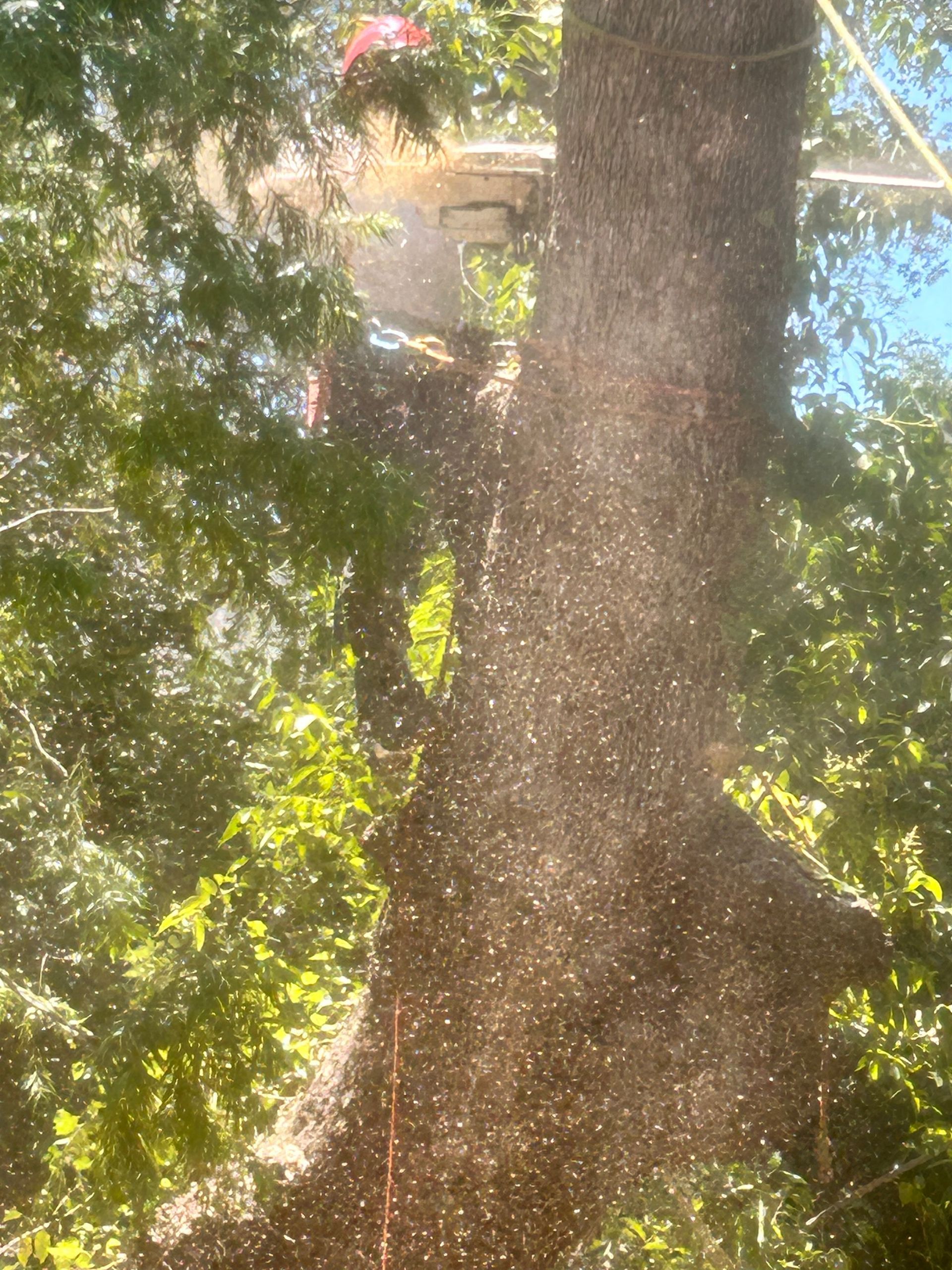 Sunlit tree trunk and leafy branches against a bright sky, with a building partly visible behind them