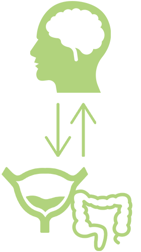 green drawing showing connection from brain to bladder and bowel