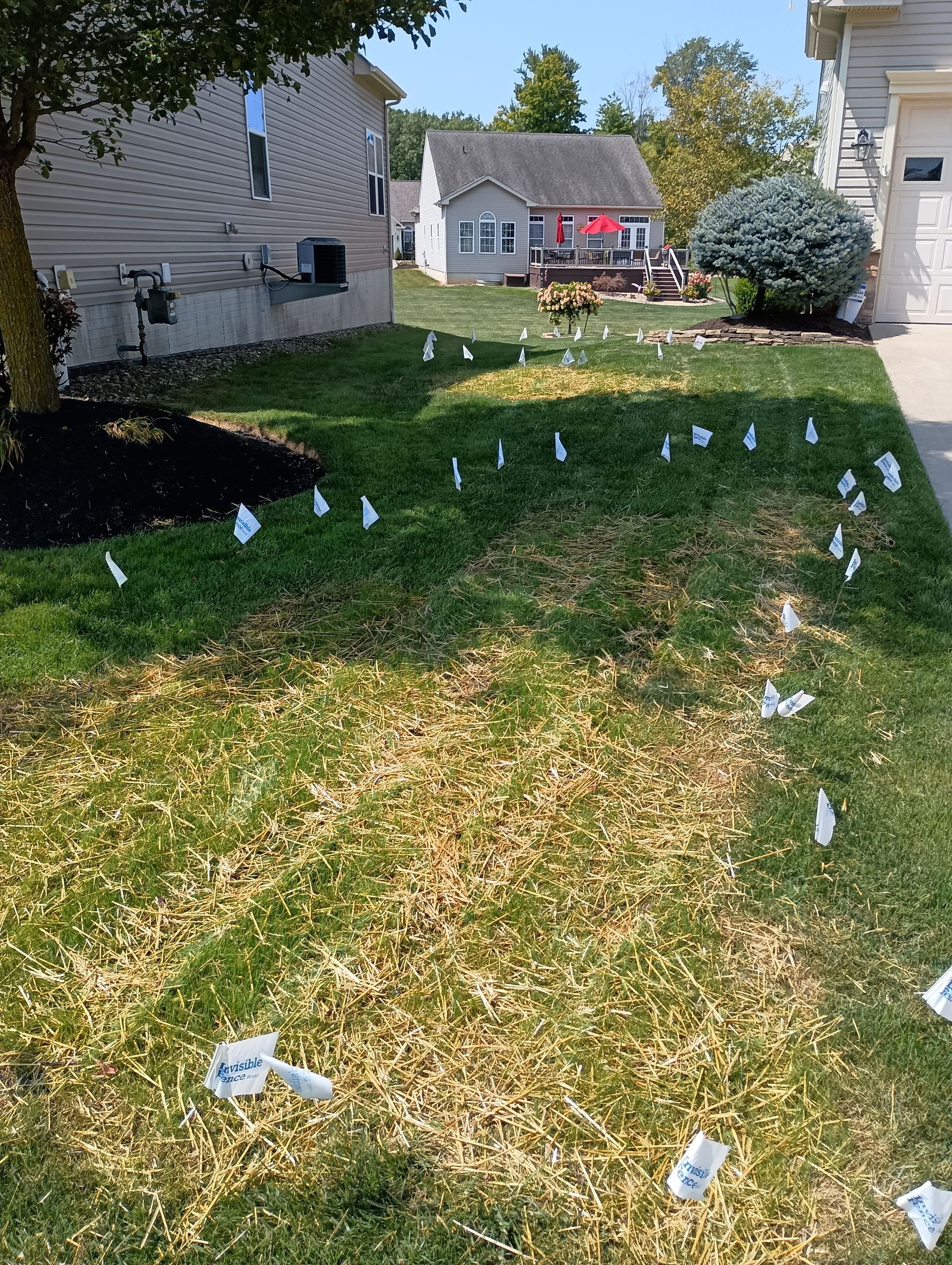 Lawn with small white flags outlining a path. Houses and a tree are in the background. Sunny day.