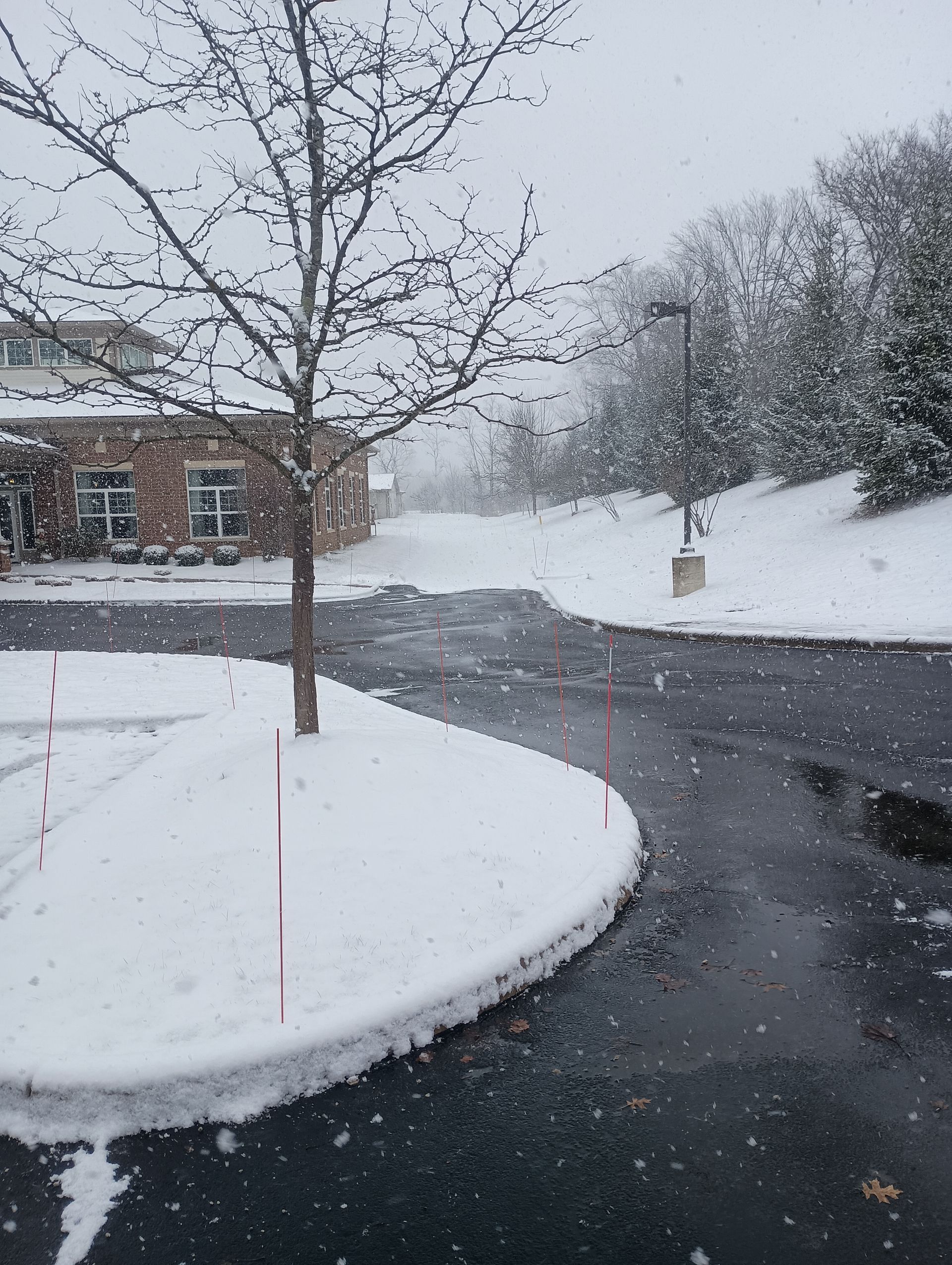 Snowy scene: a bare tree, snow-covered ground, and a wet road with a building in the background.