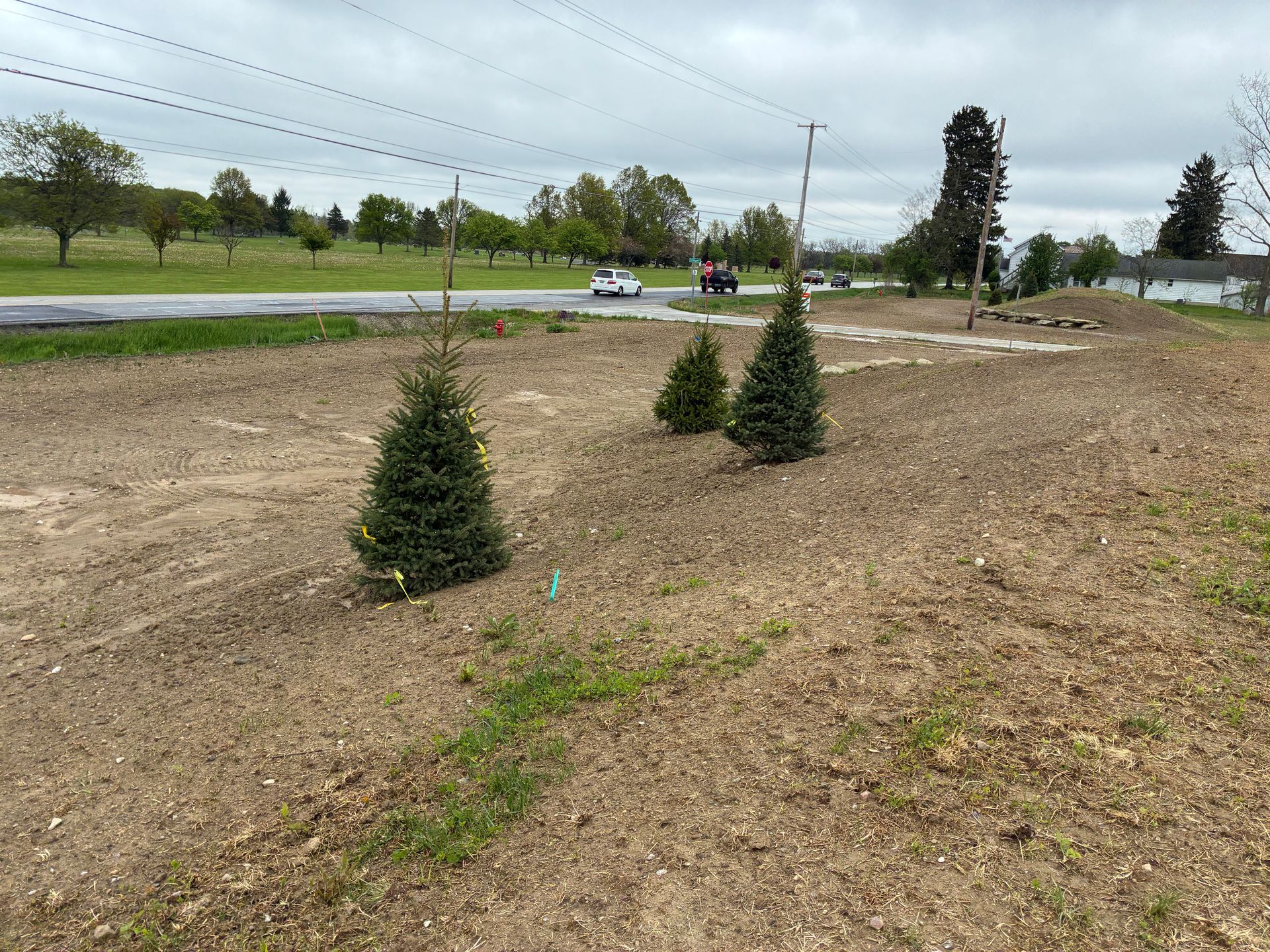 Three small evergreen trees planted in a field next to a road.
