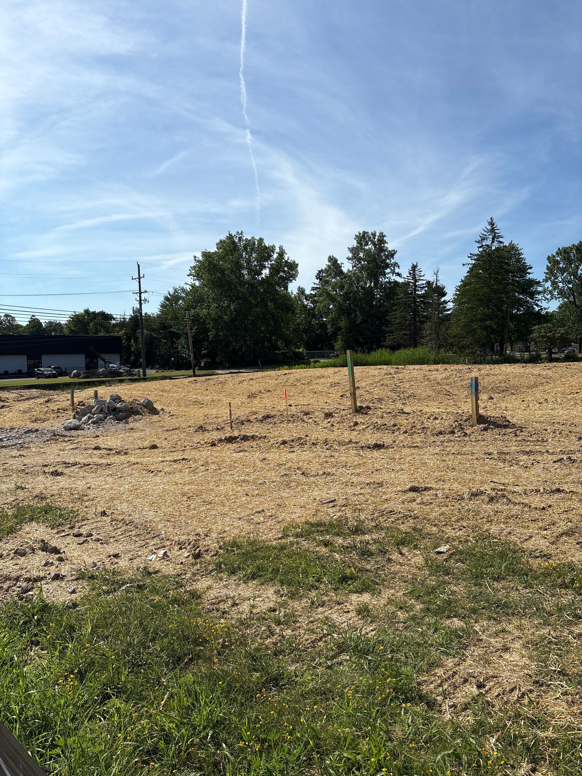 A sunny landscape with a wood-chipped field, young trees, and some trees in the background. Blue sky overhead.
