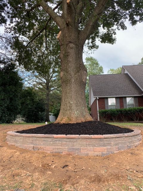 A large tree is planted in fresh mulch the front of a house.
