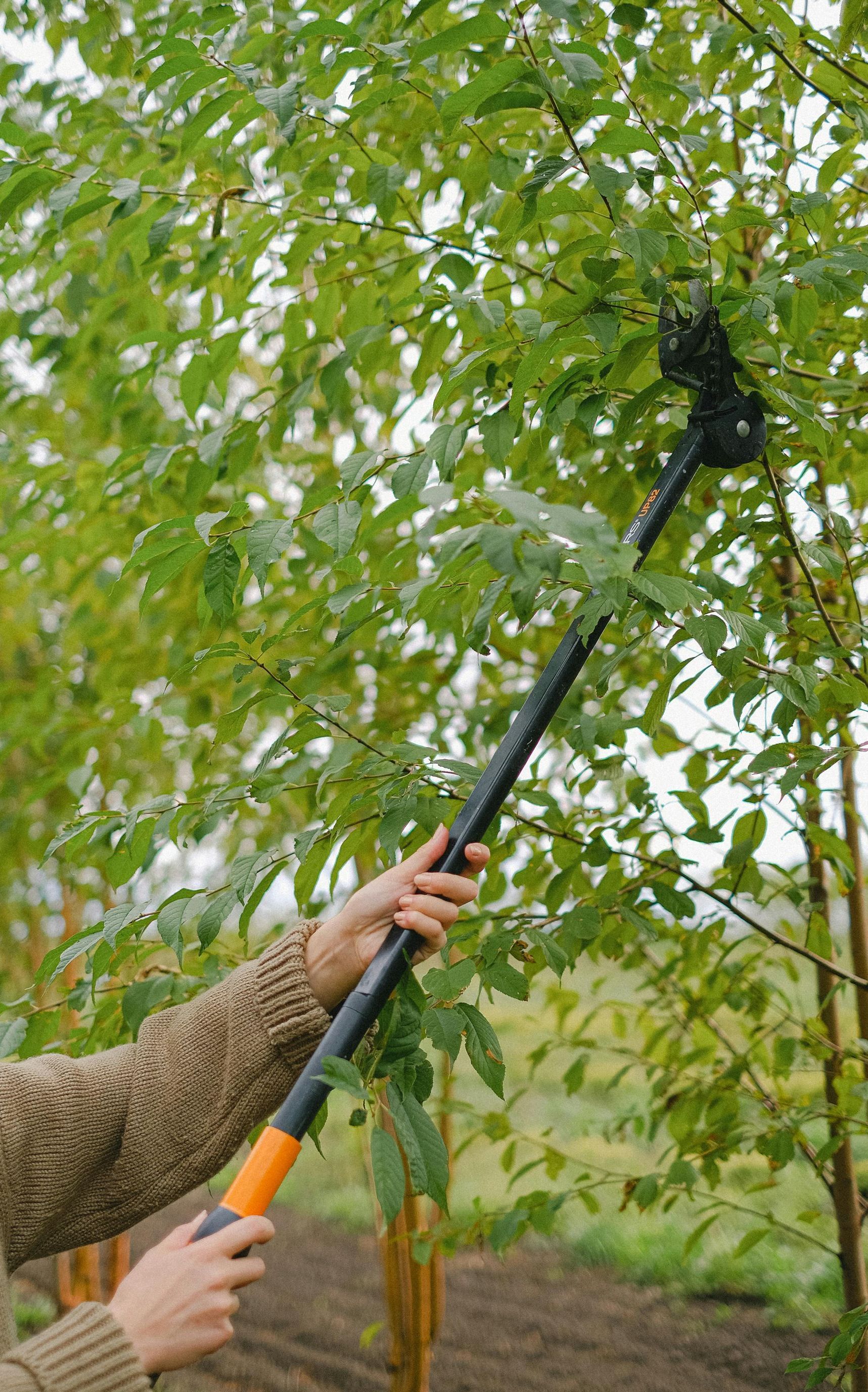 A person is cutting a tree branch with a pair of scissors