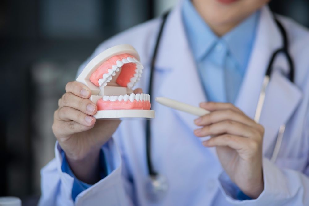 A Dentist is Holding a Model of Teeth and a Toothbrush — Parap Family Dental in Parap, NT