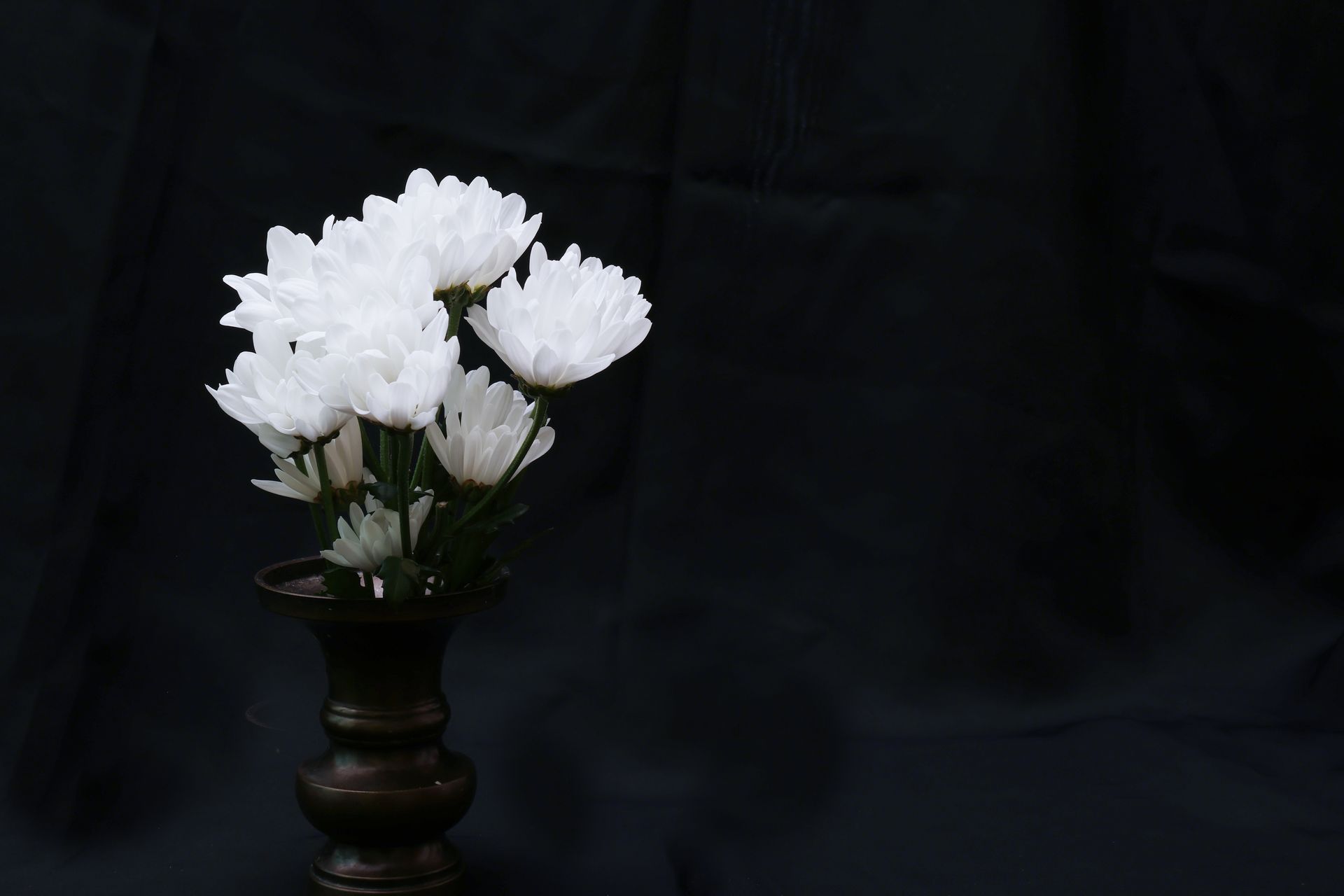 A white flower with a yellow center on a black background