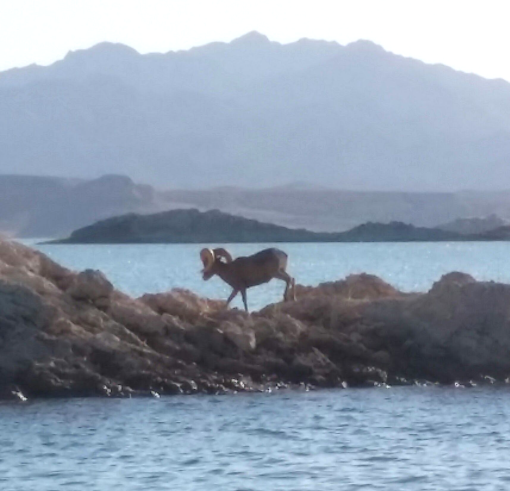 Lake Mead Hoover Dam Fishing Tours Big Horn Sheep