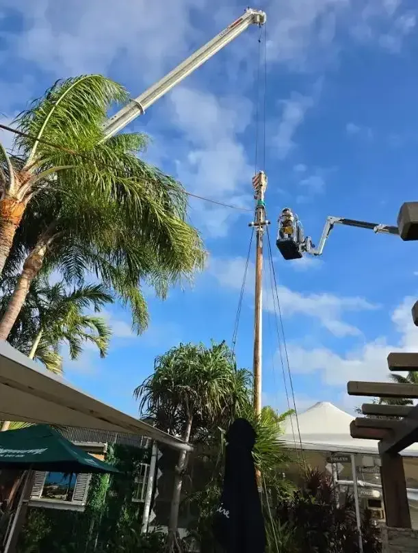 Palm Trees and a Crane Lifting a Worker Basket — Kings Cranes in Bowen, QLD