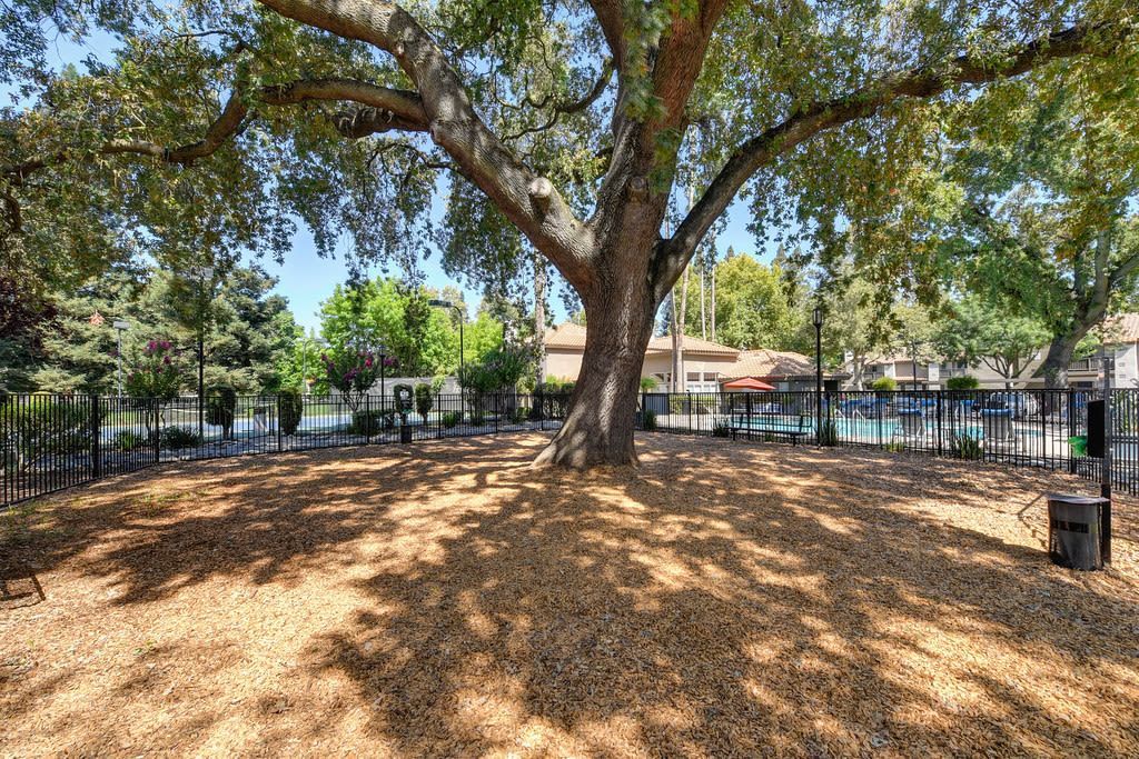 Shaded community courtyard with a large tree and a fenced pool area in the background at Shore Park at Riverlake.
