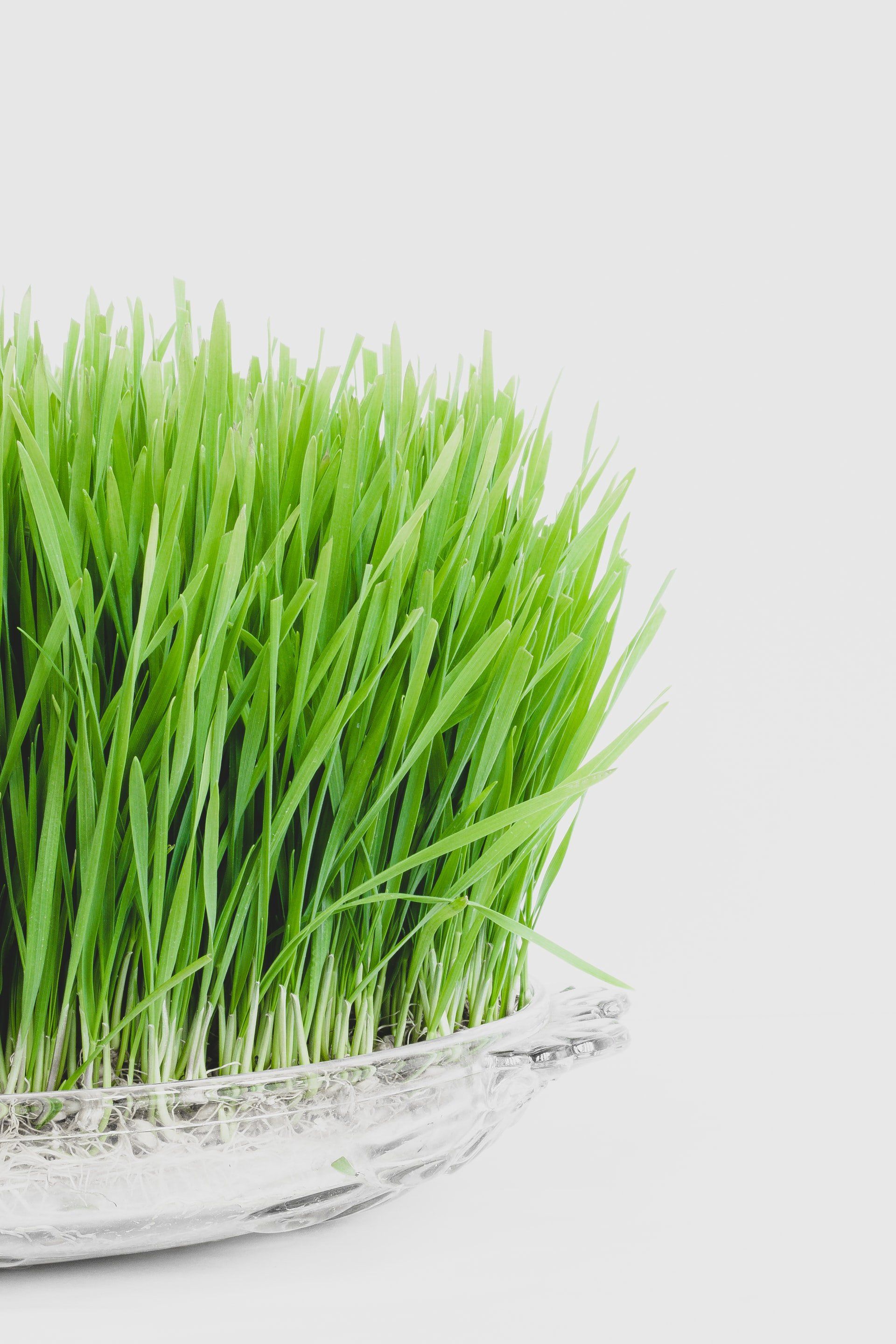 Nutrition and diet planning Brampton