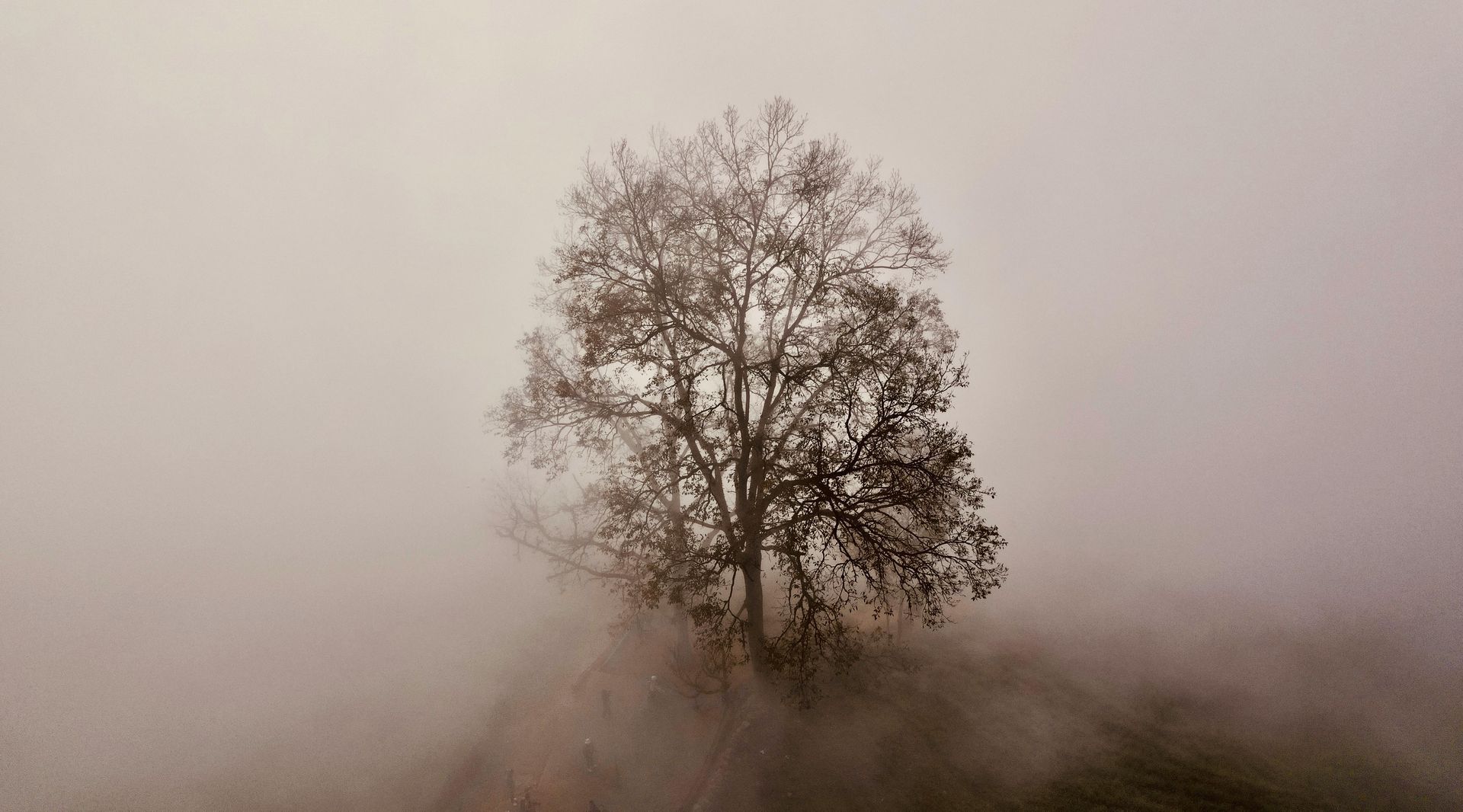 Een eenzame, kale boom staat bovenop een heuvel, omgeven door dichte, nevelige mist in gedempte tinten bruin en grijs.