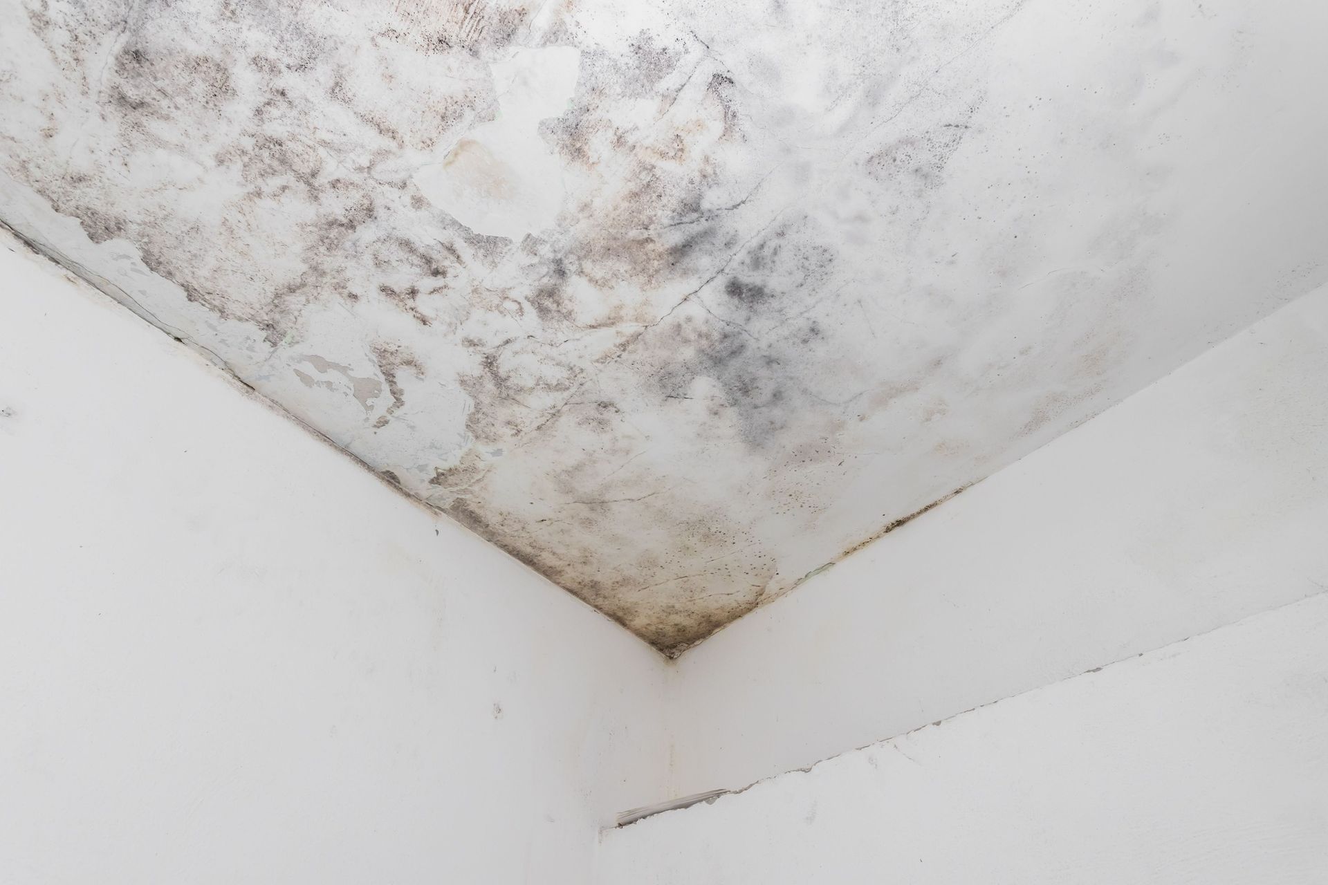 Mold growth on ceiling and wall corner, white and dark gray patches.