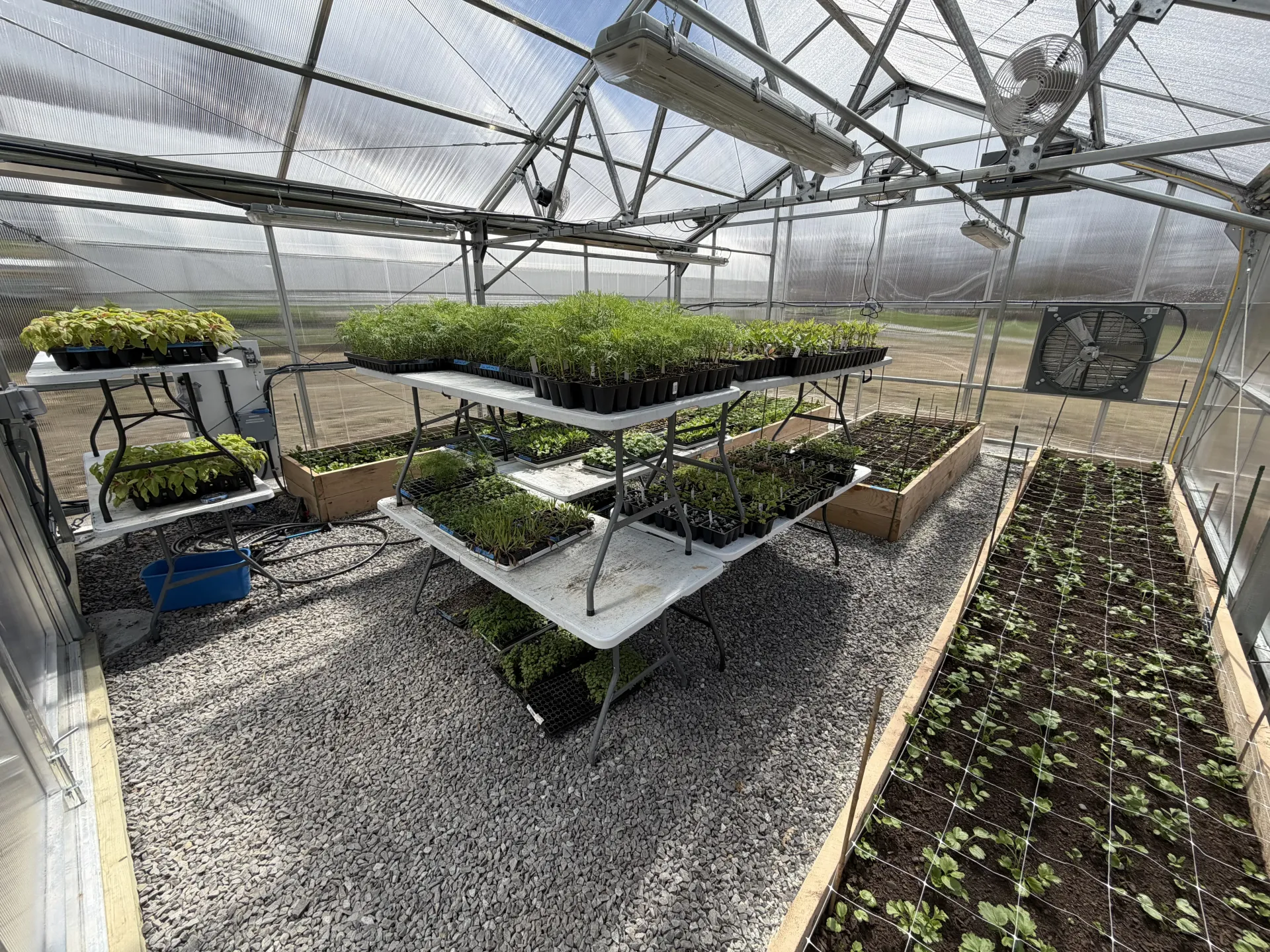Greenhouse interior with rows of potted seedlings on metal tables and gravel floor