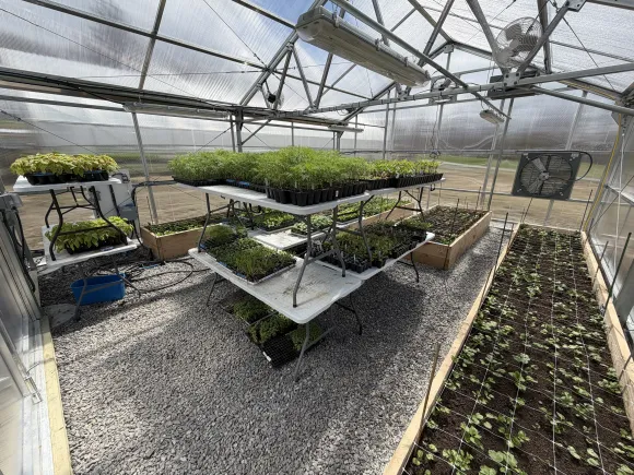 Greenhouse with rows of young plants on raised tables and soil beds under a metal frame and mesh roof