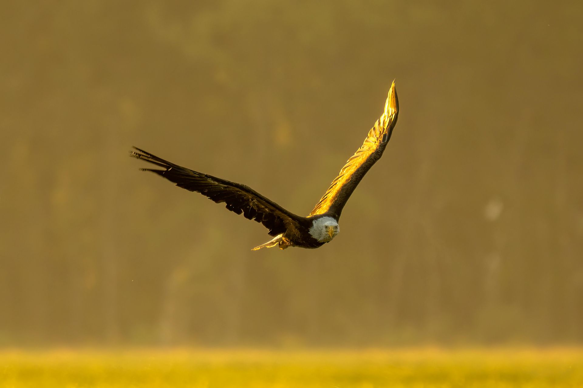 Eagle gliding over a golden field at sunset