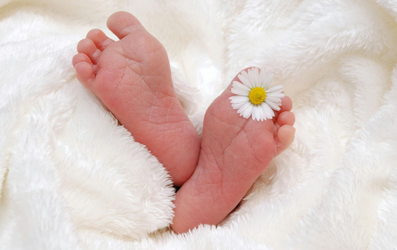 Baby's feet nestled in soft, white blanket, a daisy placed on one toe.