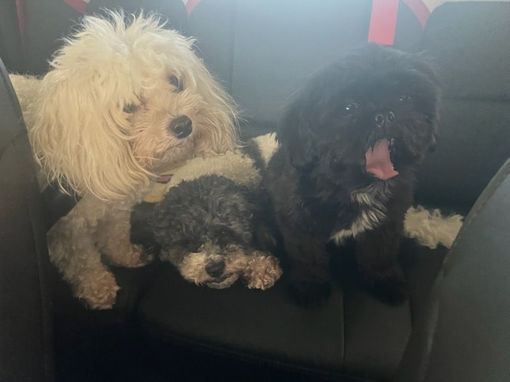 Three small dogs sit on a dark couch, including a cream, curly-haired dog and a black dog with its tongue out.