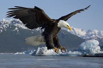Eagle Grip