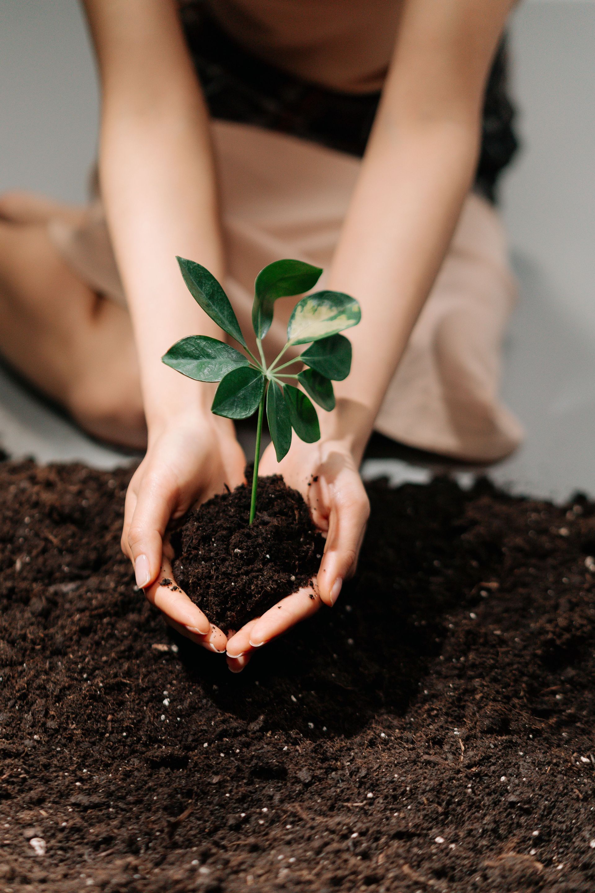 Hands holding a small green plant in dark soil, with bare feet in the background