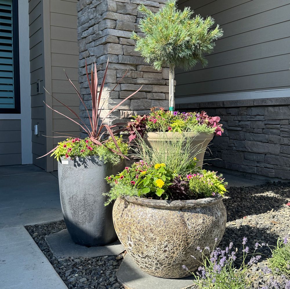 Three potted plants are sitting on the sidewalk in front of a house