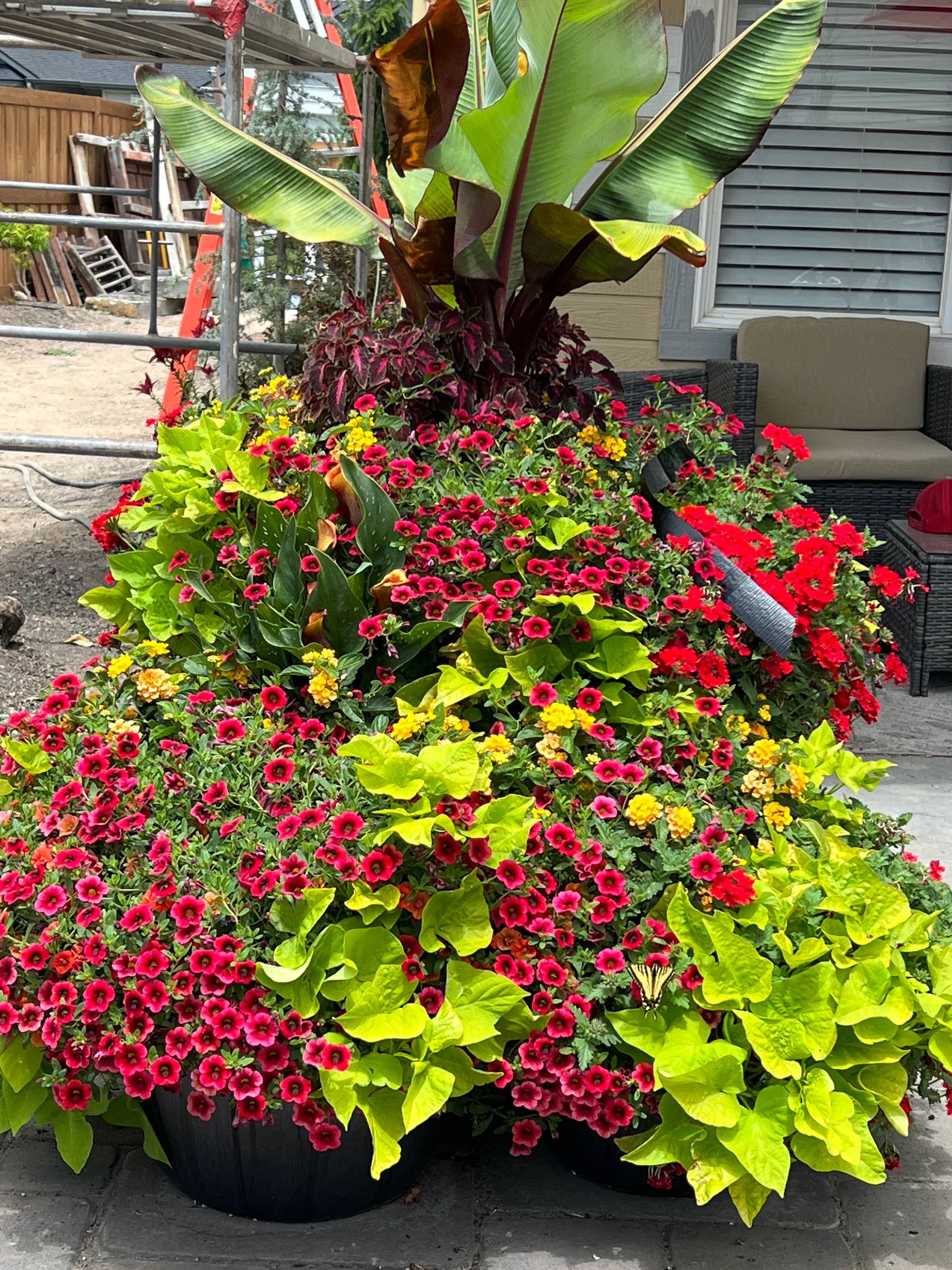A large planter filled with red and yellow flowers and green leaves