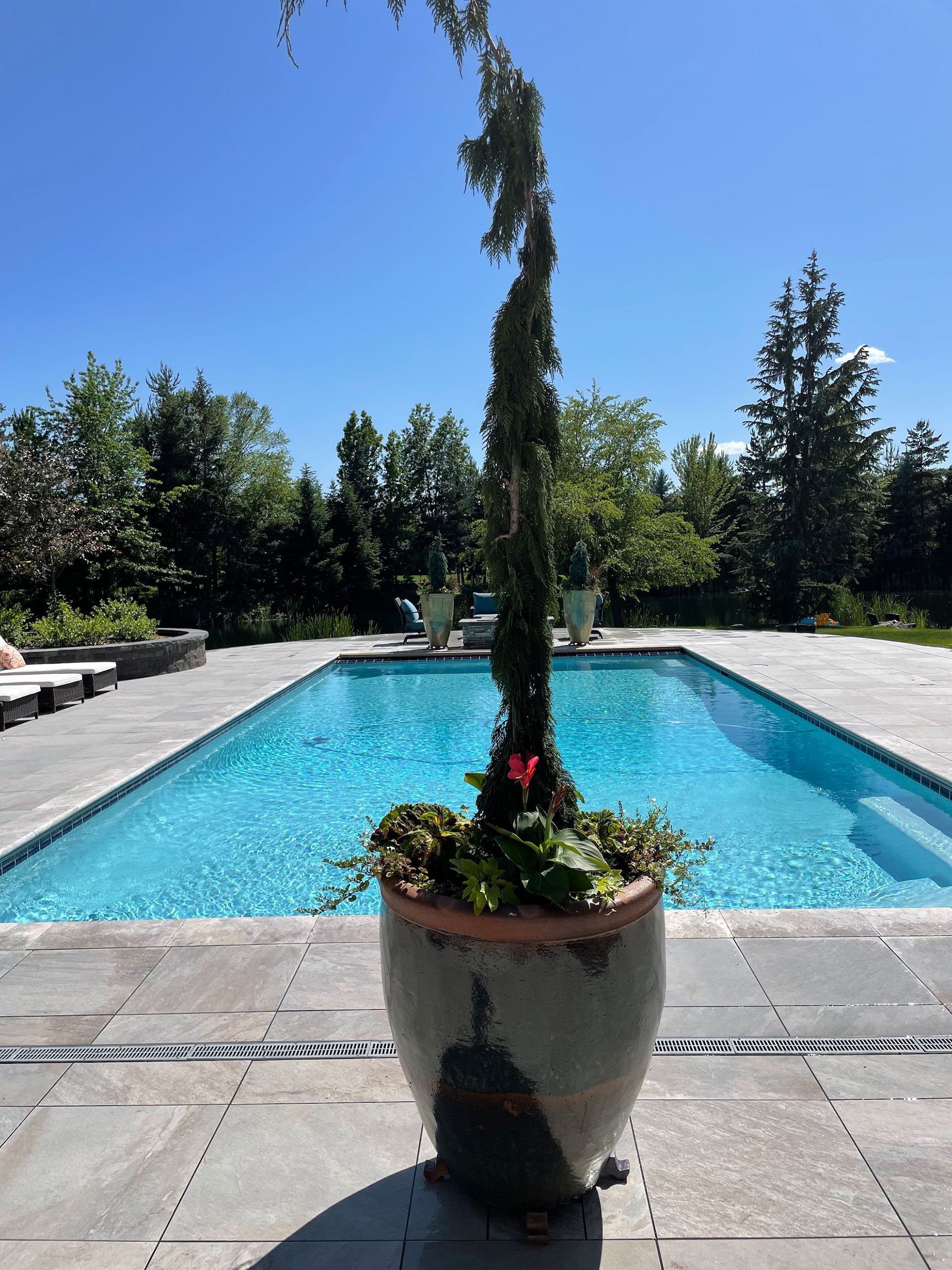 A potted plant sits in front of a large swimming pool