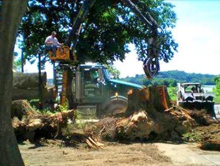 Bulldozer clearing a large fallen tree in a wooded area, with a worker standing on the machine.