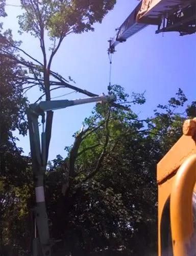 Tree trimming crew working from elevated bucket trucks beside tall trees on a sunny day