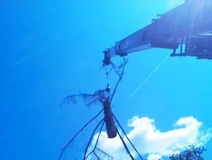 Tangled branches hanging from a crane against a bright blue sky with clouds