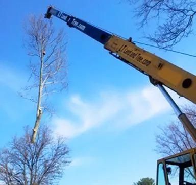 Crane lifting a tall tree trunk against a blue sky
