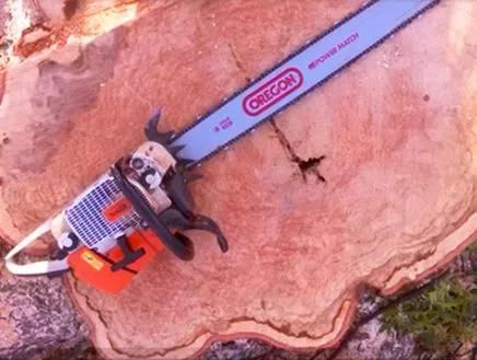 Chainsaw resting on a large cut tree trunk, with orange engine and blue bar visible.