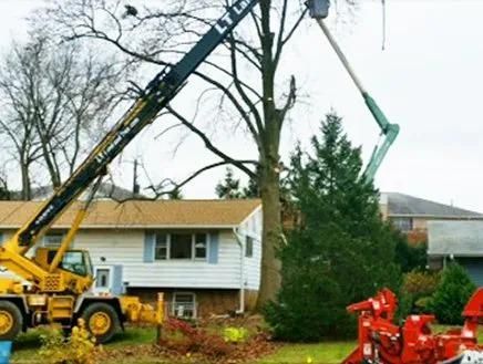 Crane lifting a tall evergreen tree beside a house in a suburban yard