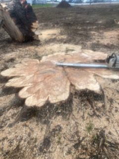 Cut tree stump with chainsaw resting on it in a rough, cleared outdoor area