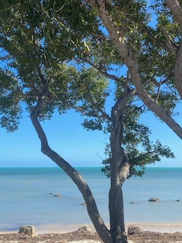 Shoreline with leaning trees framing a calm turquoise sea and blue sky