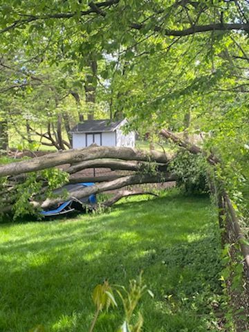 Fallen tree limbs over a green yard with a small white shed in the background