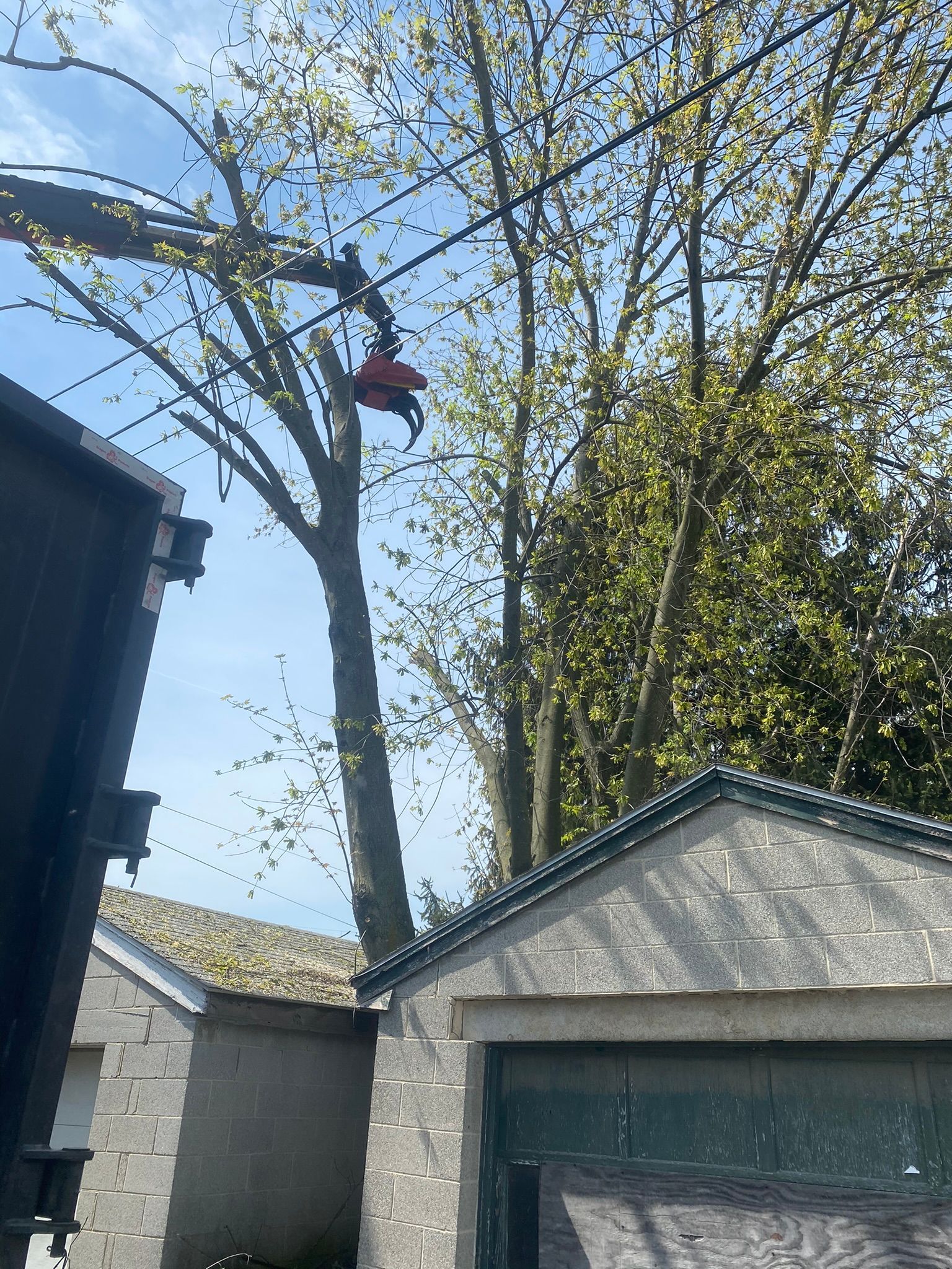Person in a red shirt working high in a tree beside rooftops under a blue sky